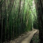 Hike the Pipiwai Trail