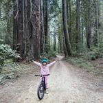 The Forest of Nisene Marks State Park
