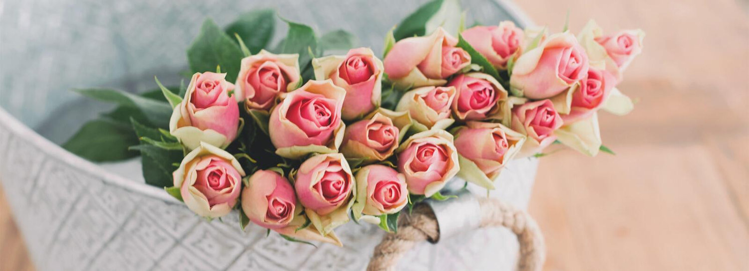 The Wedding Website of Alexa Tarsnane and Michael Mele