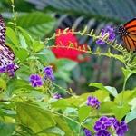 Butterfly Farm