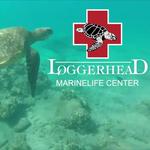 Loggerhead Marinelife Center