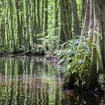 Robertson Millpond Preserve