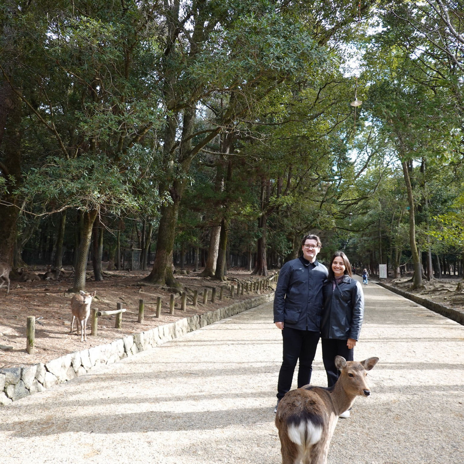 Deerpark in Nara, Japan