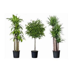 TROPISK Potted plant, tropical plant, assorted species plants