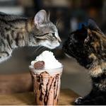 Kitty Brew Cat Café