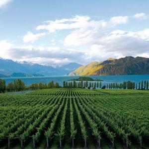 Winery Tour