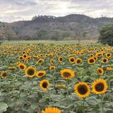 El Paseo de los Girasoles