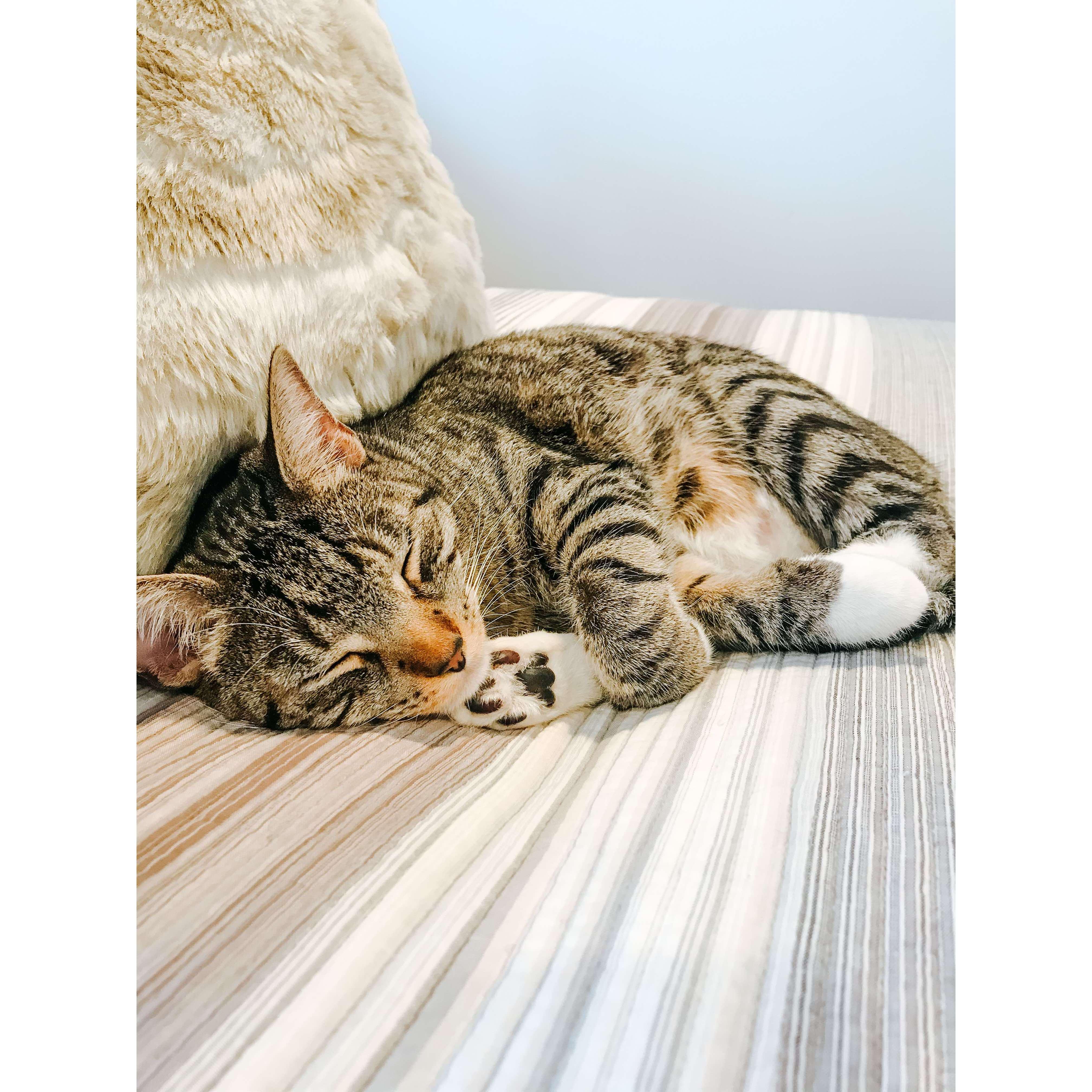 July 30, 2019: Moose was adopted from the MSPCA. Luckily Shea and Brad’s roommate and Brad’s groomsman, Ryan Snyder, liked Moose too.