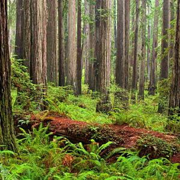 Roadtrip- California Redwoods