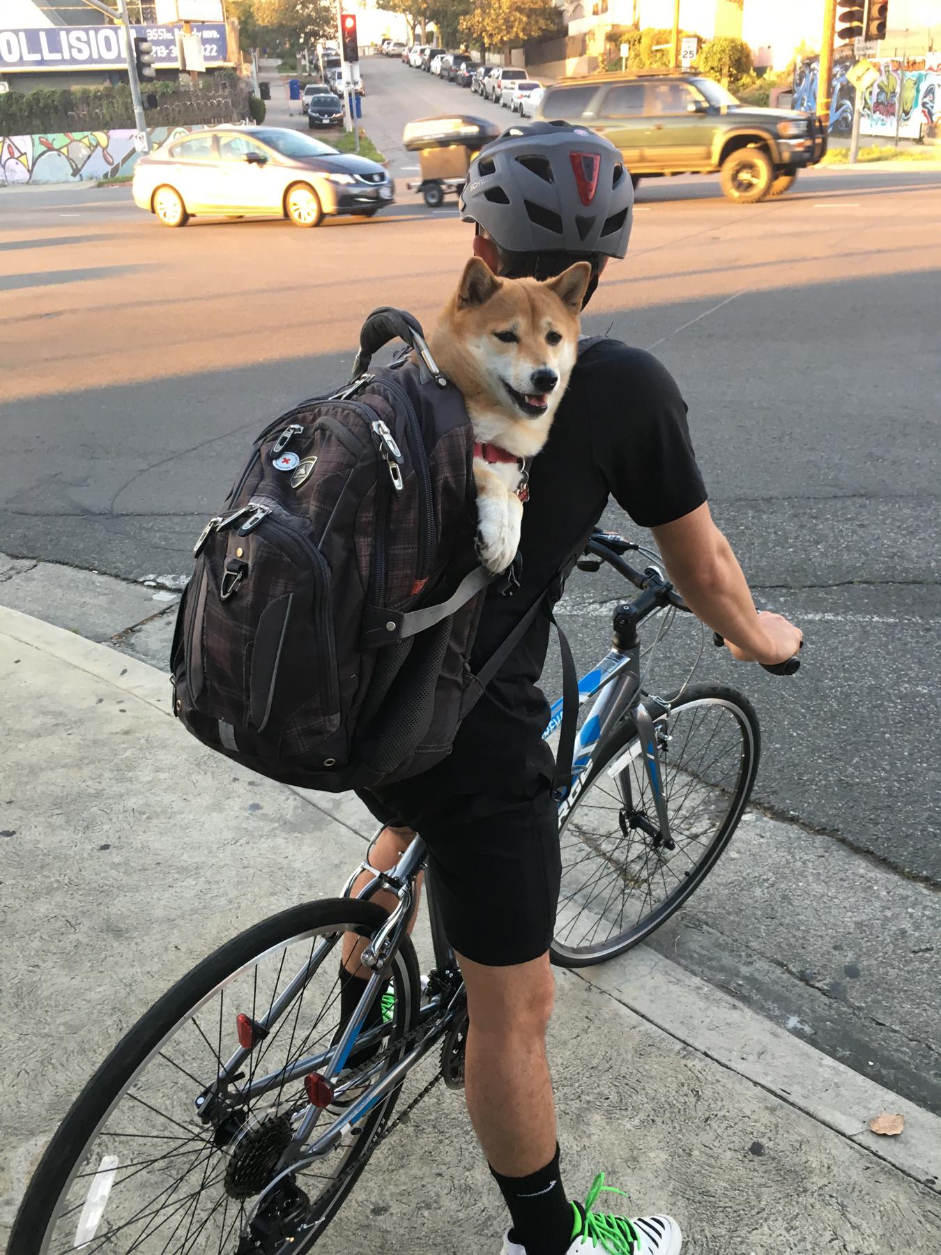 Hong's shenanigans w/ Mochi after Vivian & Mochi moved to LA