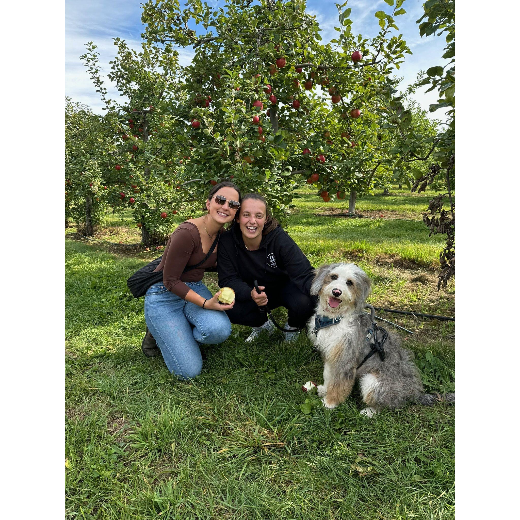 First apple picking (featuring ozzie!)