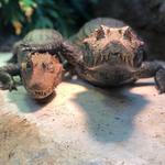 Scales 'N Tails Colorado Springs East