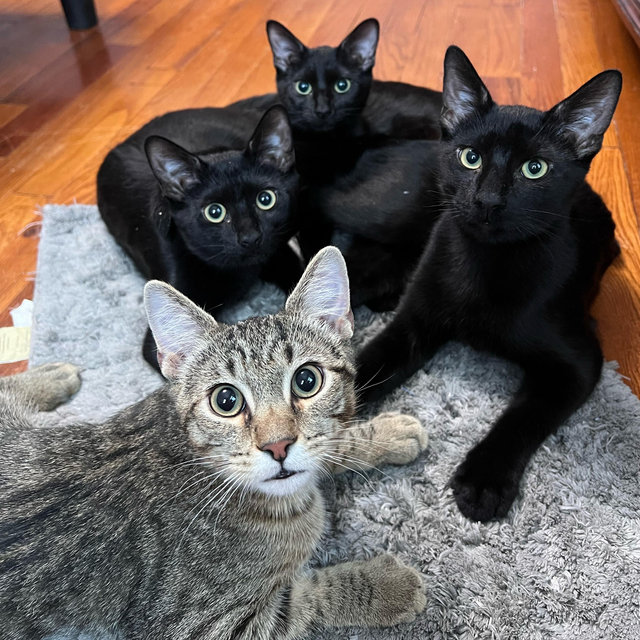 Our Kitty Fund!