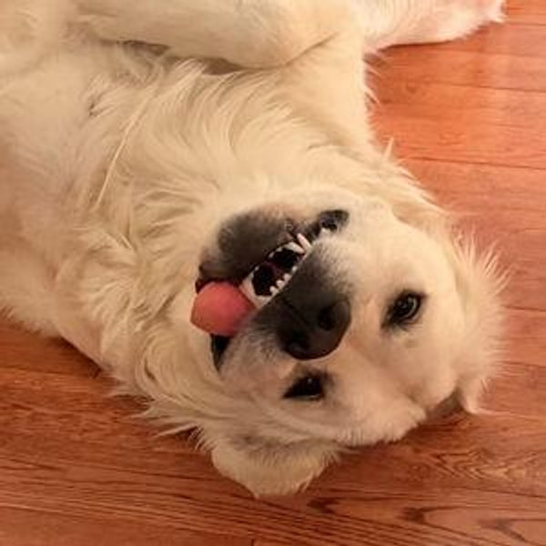 Year's Supply Of Pet Treats (Direct)