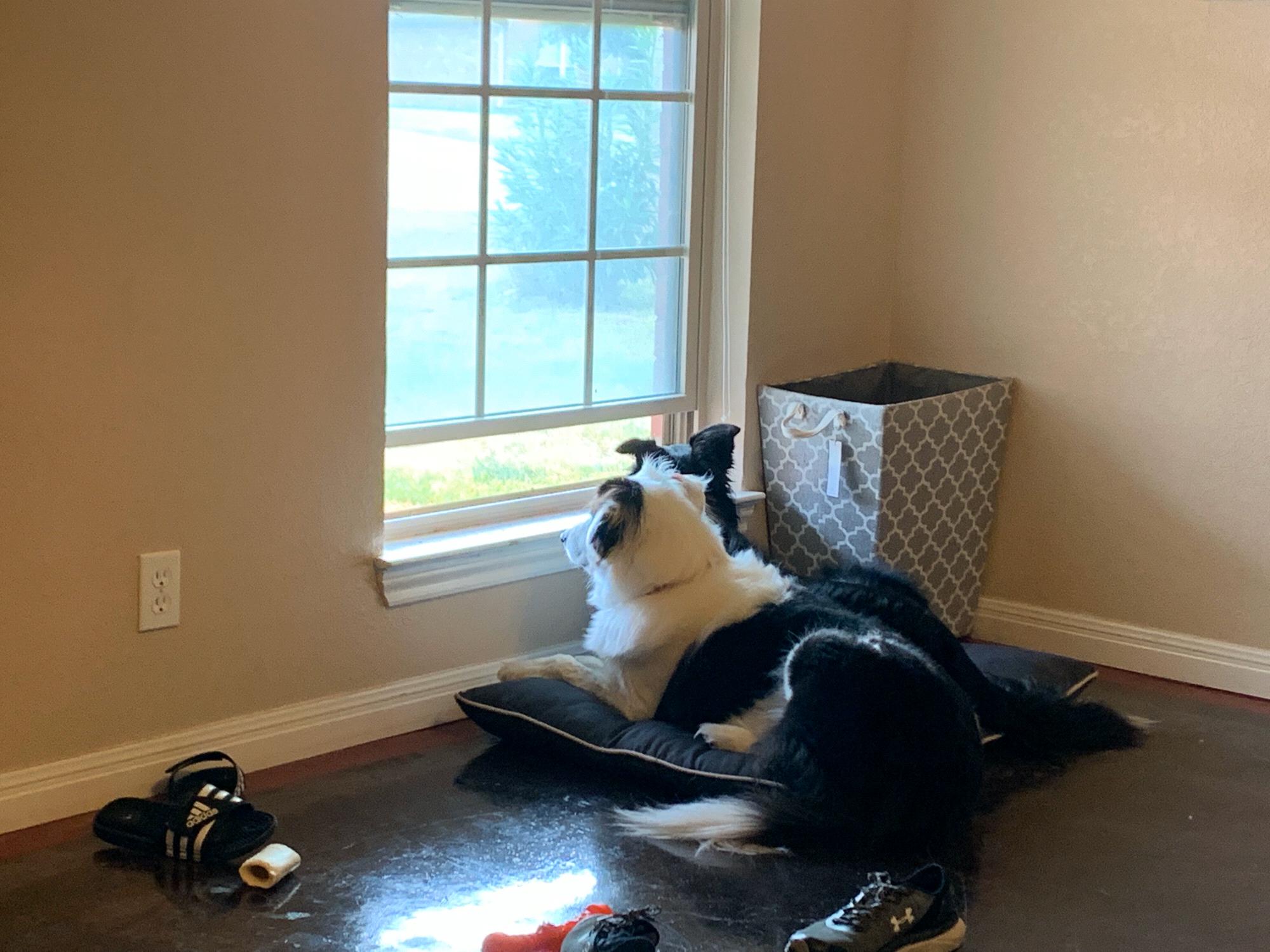 Our boys watching for us to come home on any given day . . .