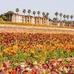 The Flower Fields