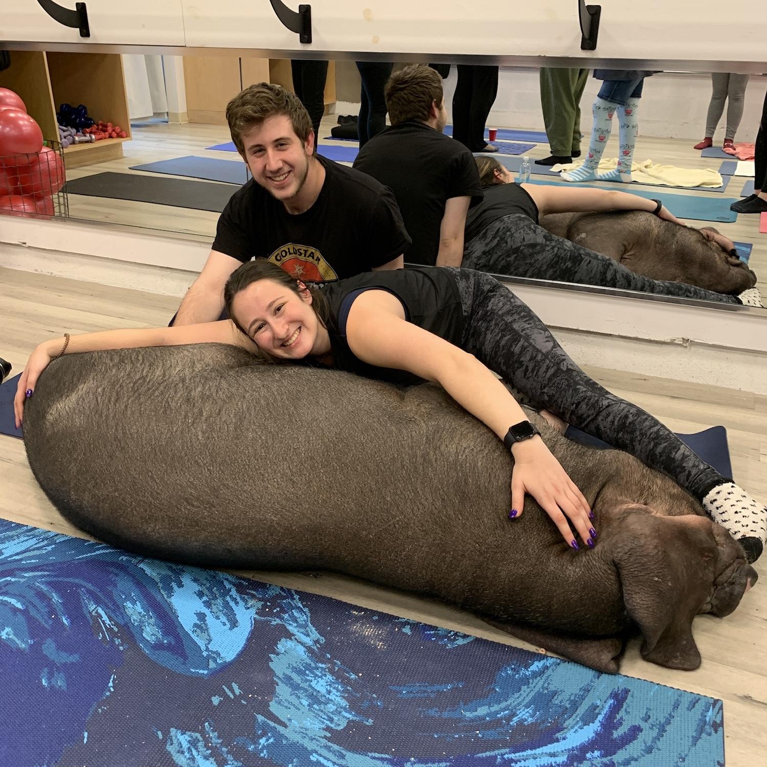 Pig yoga in February 2020