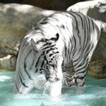 Siegfried & Roy's Secret Garden And Dolphin Habitat