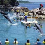 Dolphin Cove Ocho Rios