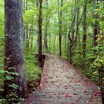 Hemlock Bluffs Nature Preserve