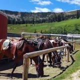 Mountain Horse Adventures