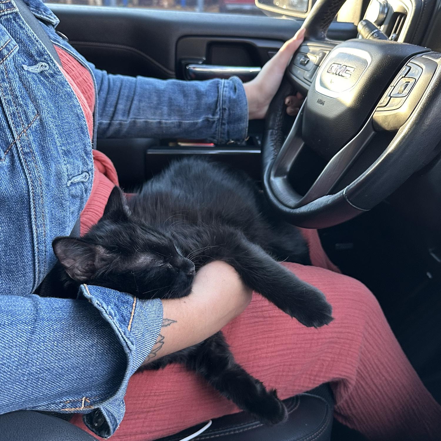 The newest addition to our fur family.