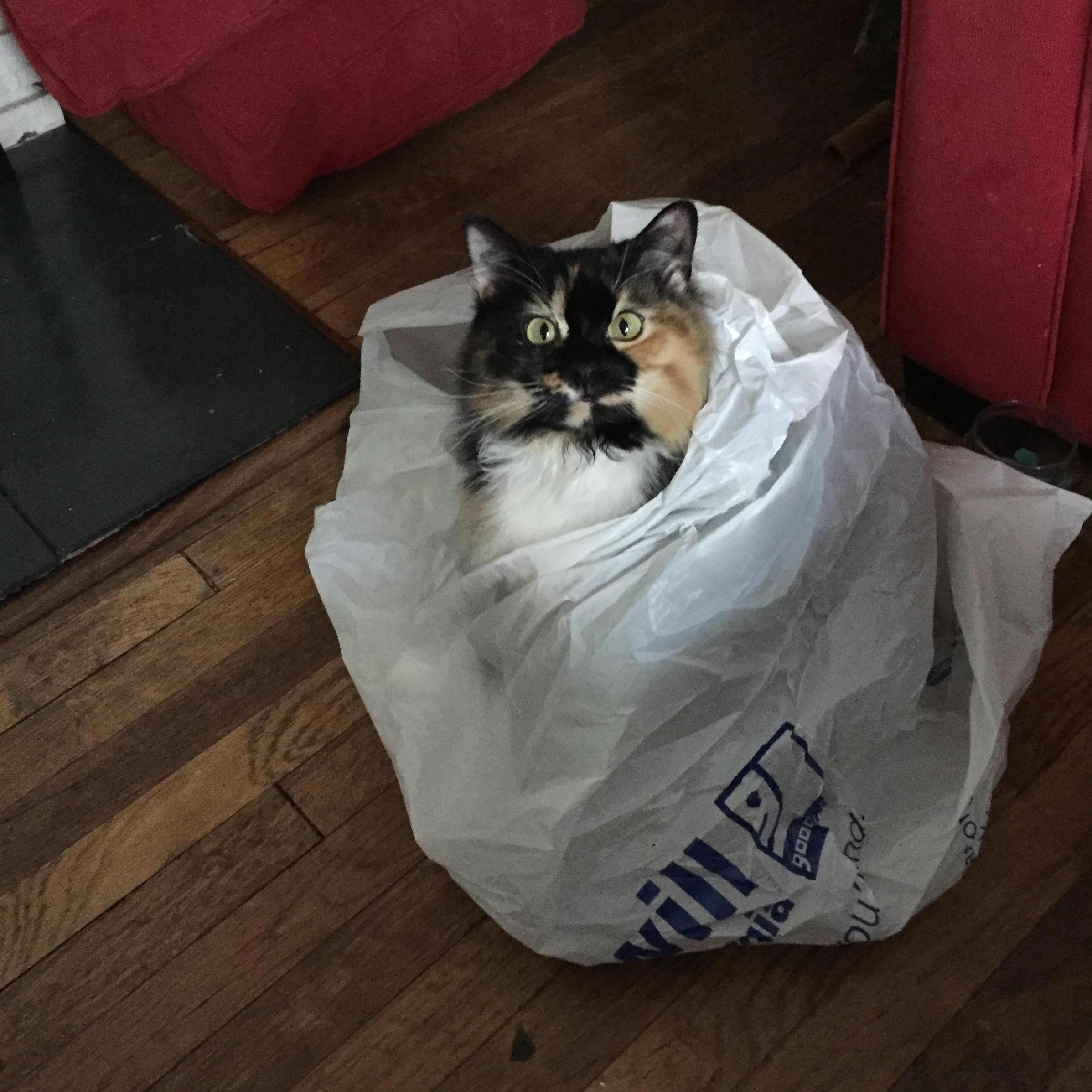 Kitty in bag.