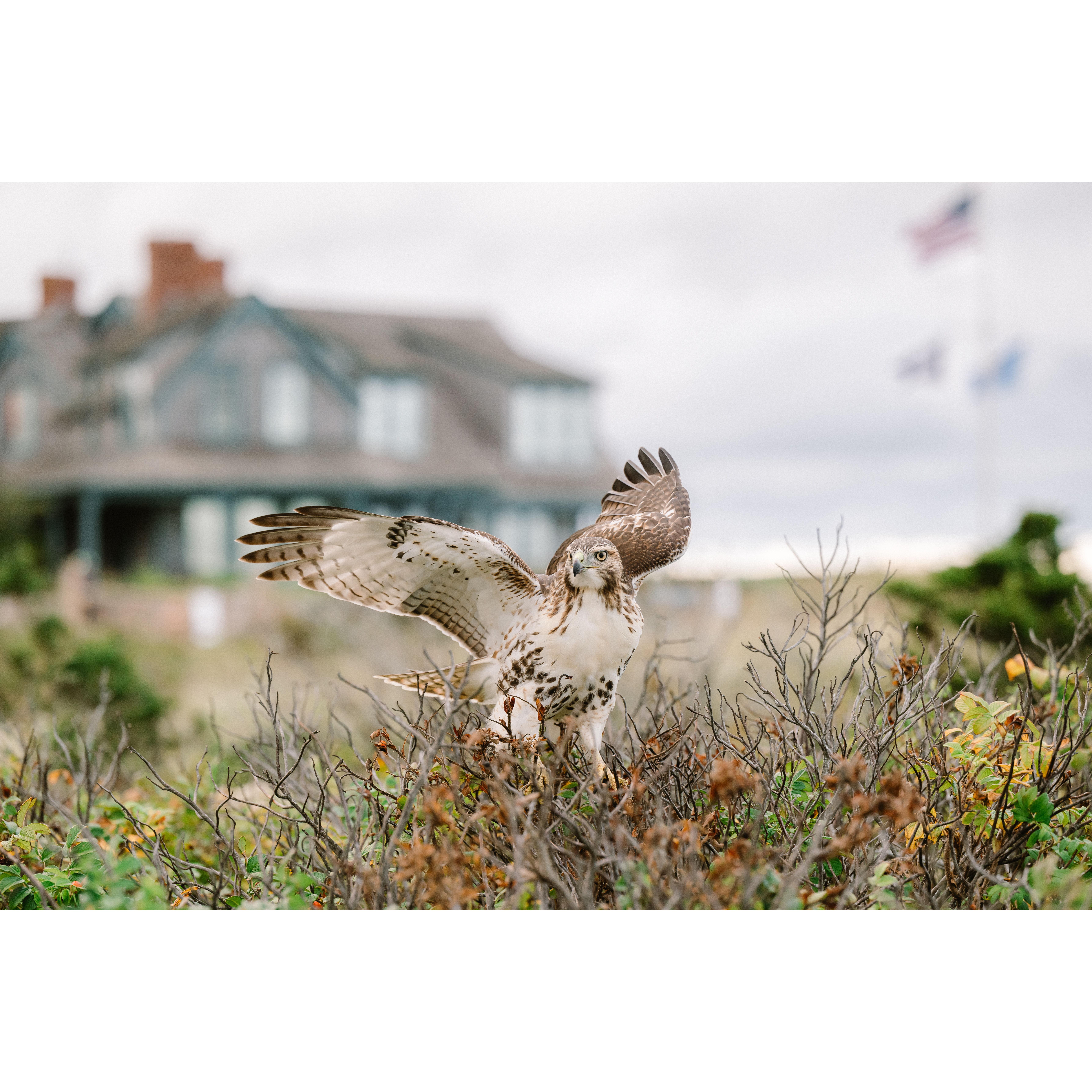 Hawk watching over us during engagement photo's!