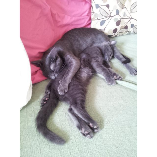 Our cat family!