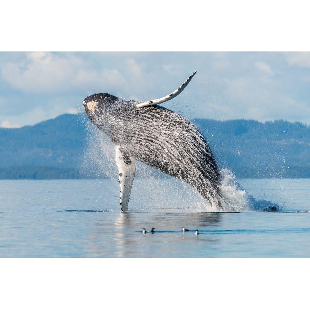 Humpback Whale Breeching
