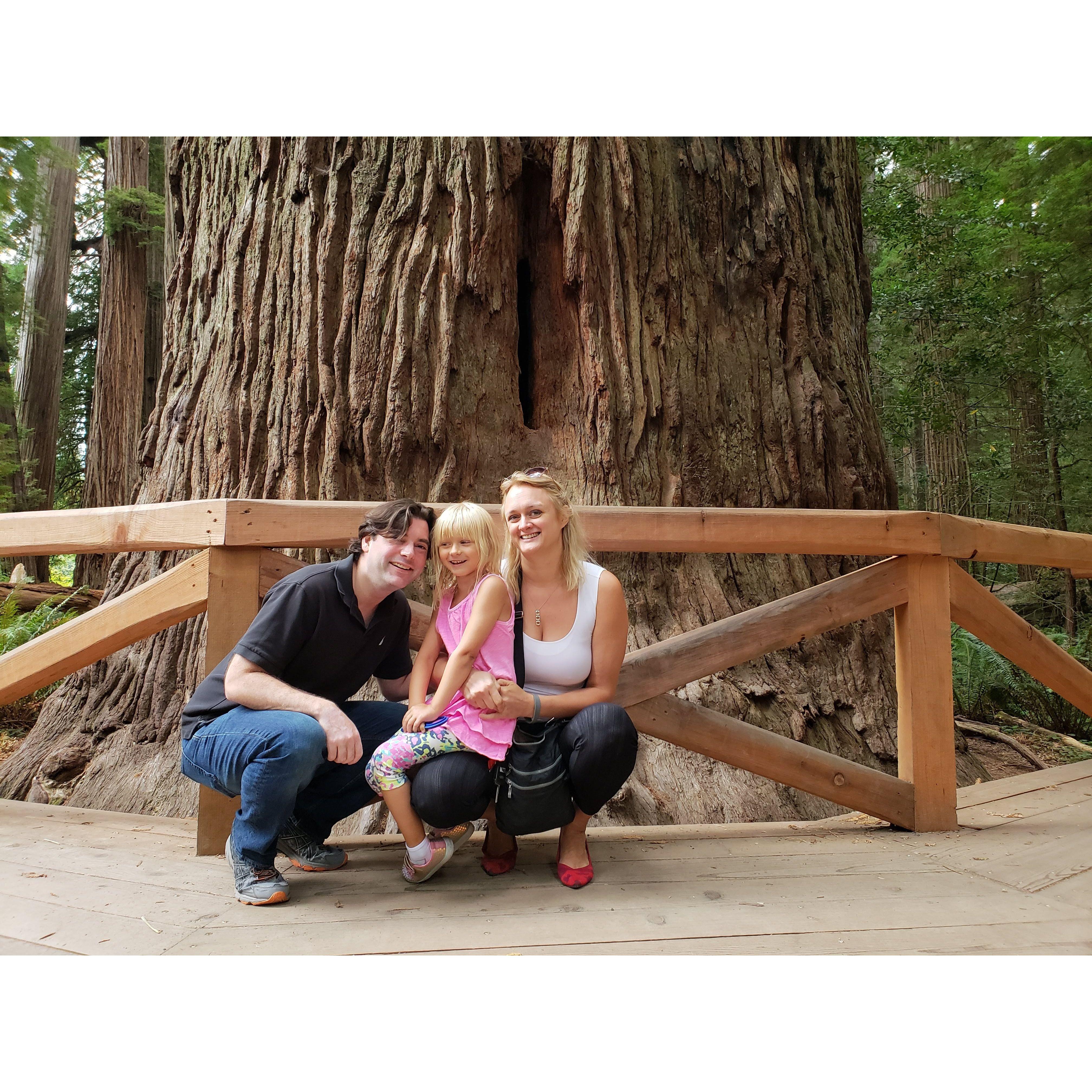 Redwoods visit in Northern California!