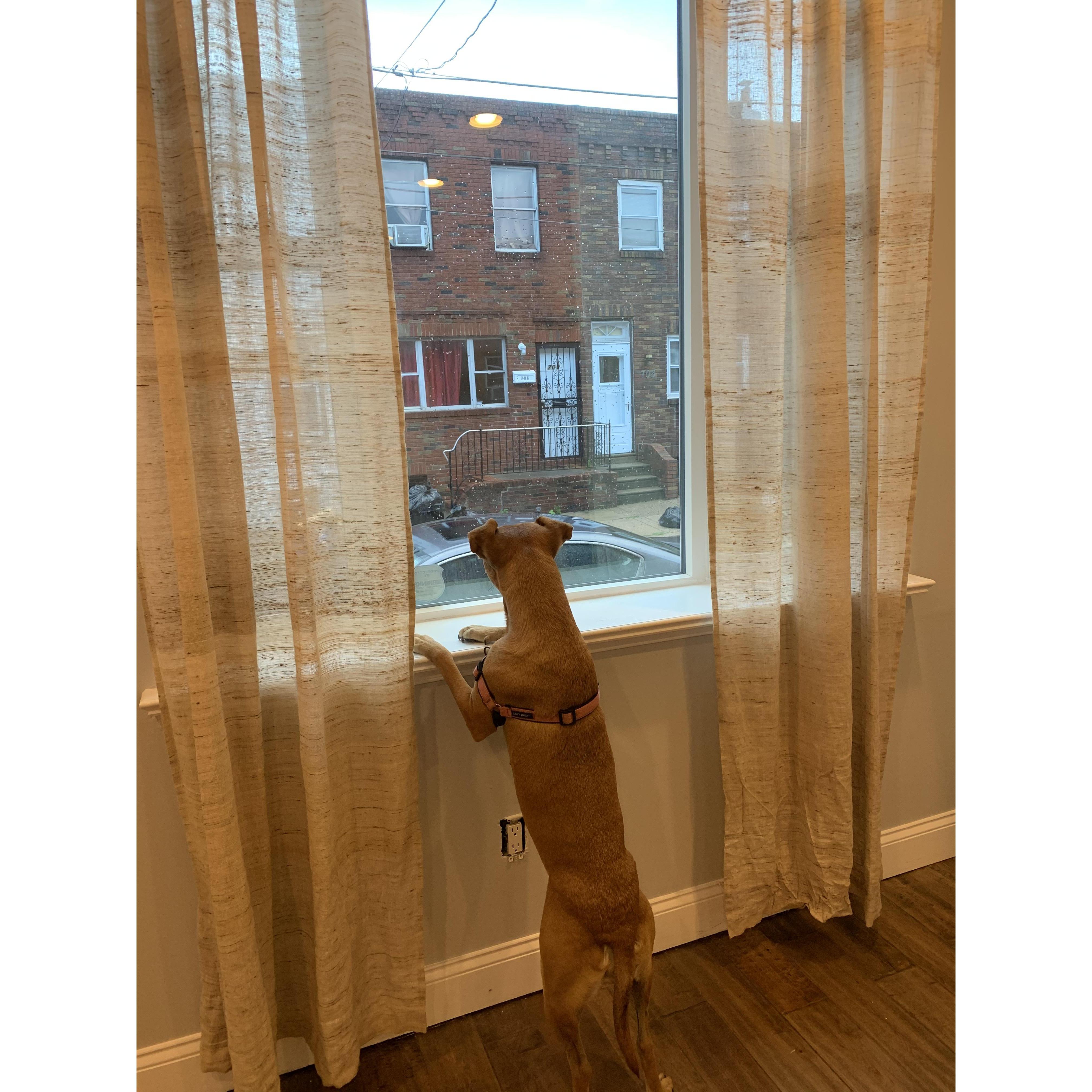 Birdie checking out her new view!!