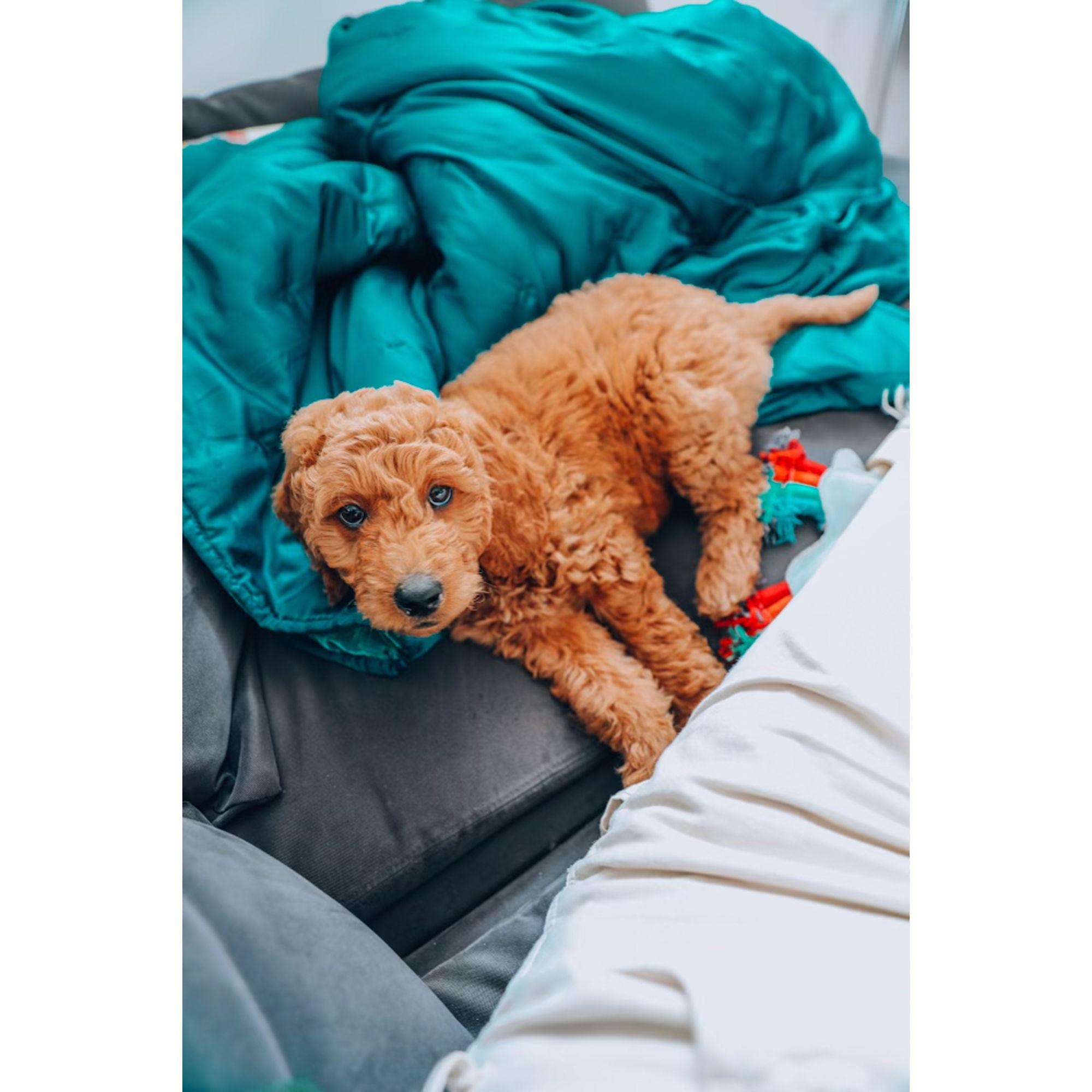Puppy Gordon <3