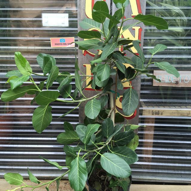 Audrey Ficus Bush