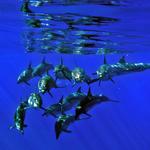 DOLPHIN EXCURSIONS
