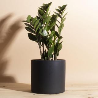 Zanzibar Gem ZZ Plant