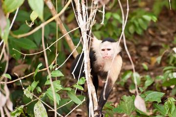 Monkey Island Eco Tour