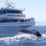 Princess Monterey Whale Watching