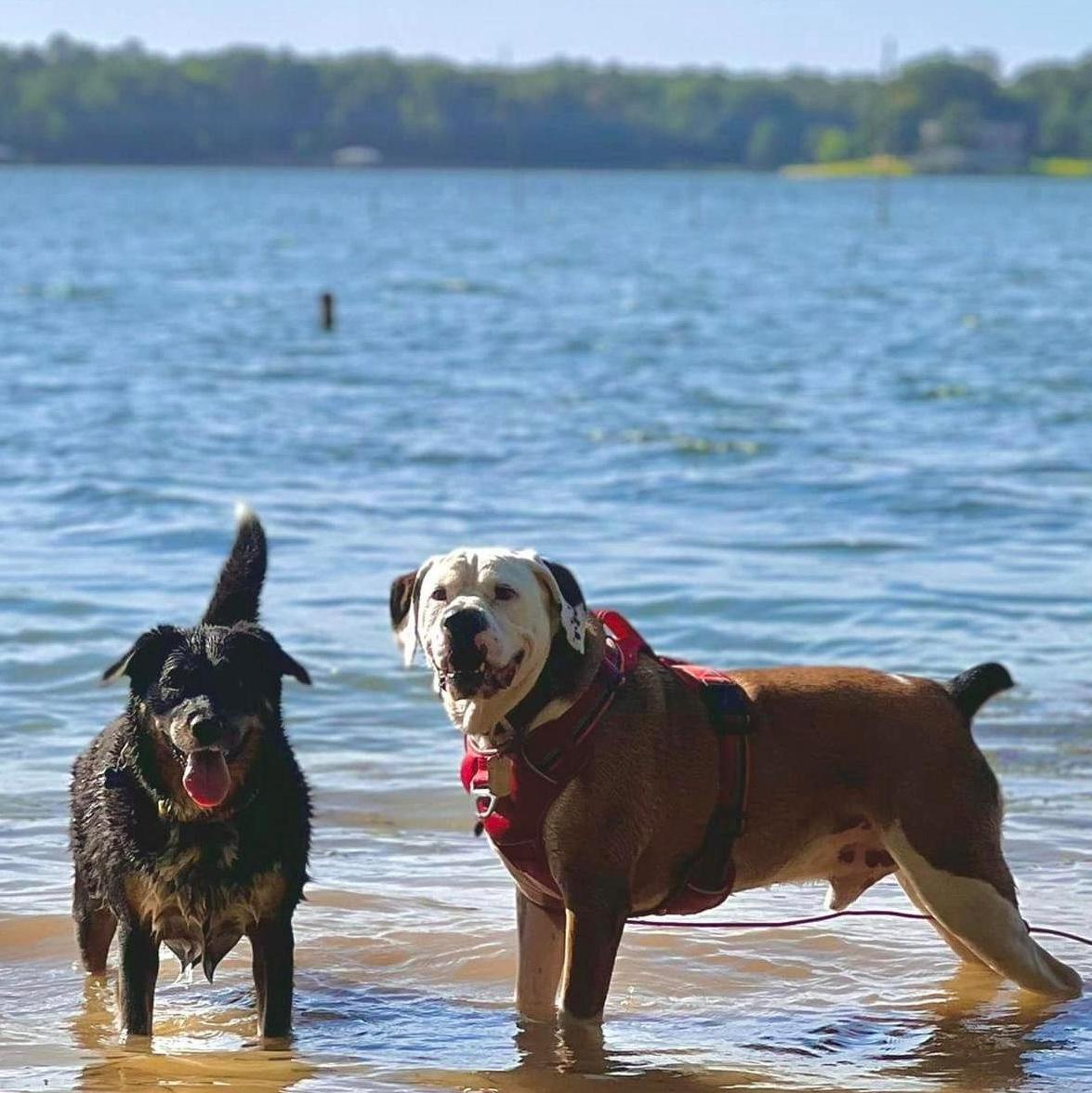 Our beloved fur babies, Bella (right) and Bo (left) on a camping trip in East Texas.