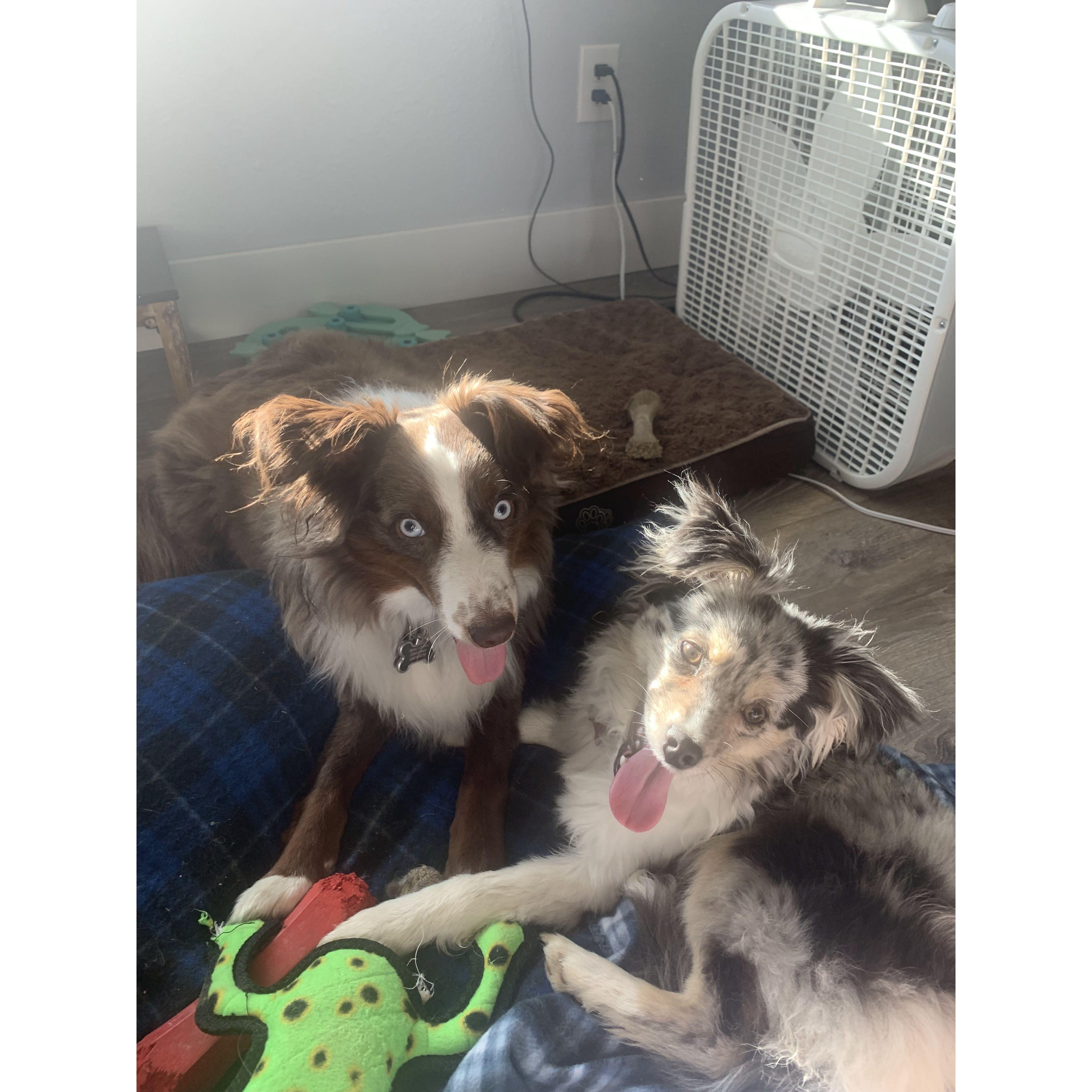 Beau Beau's and Luna's our two fur babies
