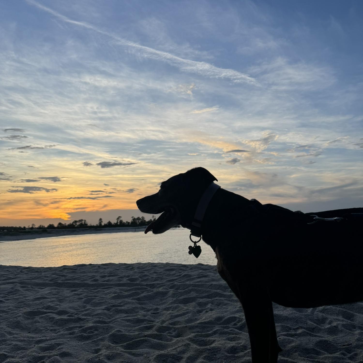 Our dog Izzy on dolphin head beach!