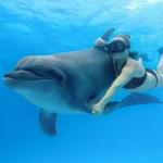 Swim with Dolphins at Cabo Adventures