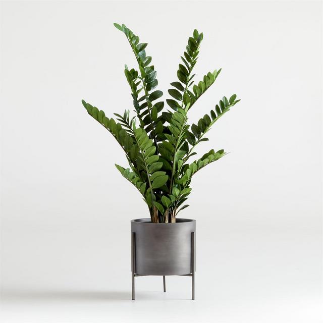 Faux Potted ZZ Plant