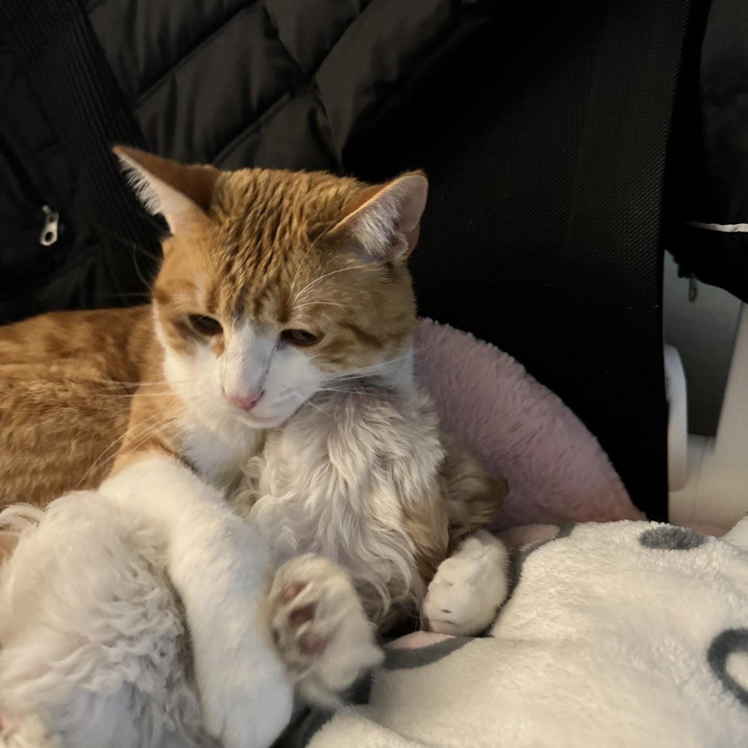 Our two babies. Nuestro dos bebes