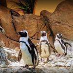 Georgia Aquarium