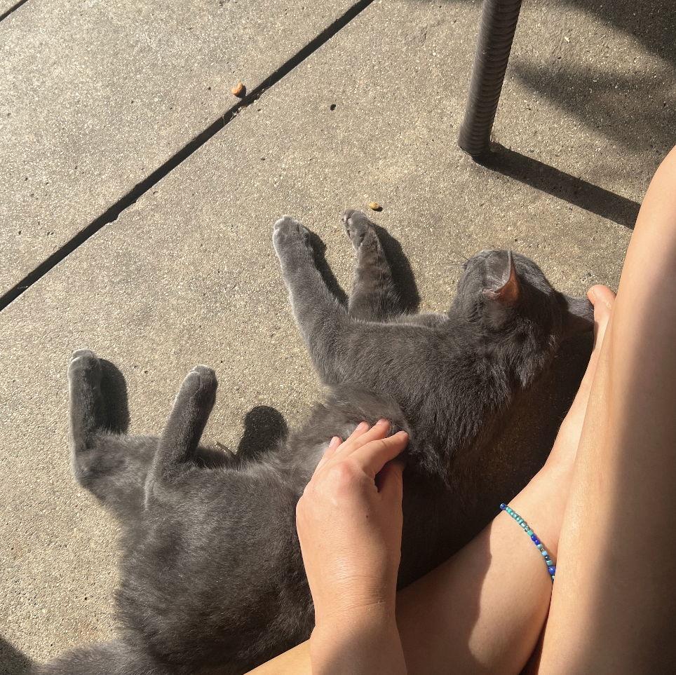 Stray Franklin... now residing and causing chaos at Chuck and Alannas house