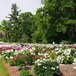 Nichols Arboretum