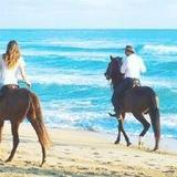 Punta Cana Beach Horseback Riding