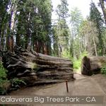 Calaveras Big Trees State Park