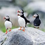 Puffin Watch